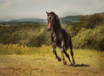 Caballo de deporte alemán, Caballo castrado, 2 años, 162 cm, Castaño