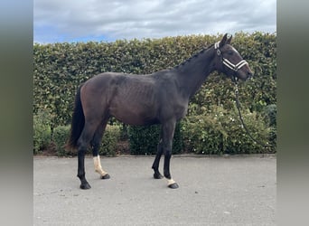 Caballo de deporte alemán, Caballo castrado, 2 años, 163 cm, Castaño