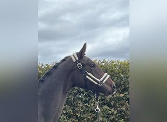 Caballo de deporte alemán, Caballo castrado, 2 años, 163 cm, Castaño