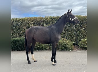 Caballo de deporte alemán, Caballo castrado, 2 años, 163 cm, Castaño