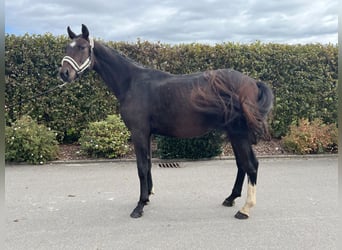 Caballo de deporte alemán, Caballo castrado, 2 años, 163 cm, Castaño