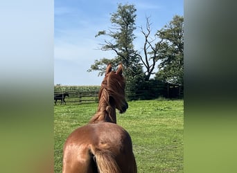 Caballo de deporte alemán, Caballo castrado, 2 años, 165 cm, Alazán