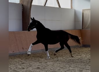 Caballo de deporte alemán, Caballo castrado, 2 años, 165 cm, Castaño