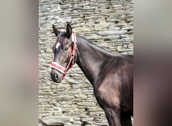 Caballo de deporte alemán, Caballo castrado, 2 años, 165 cm, Negro