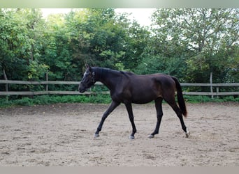 Caballo de deporte alemán, Caballo castrado, 2 años, 165 cm, Negro