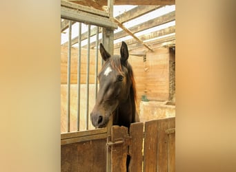 Caballo de deporte alemán, Caballo castrado, 2 años, 165 cm, Negro