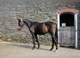 Caballo de deporte alemán, Caballo castrado, 2 años, 165 cm, Negro