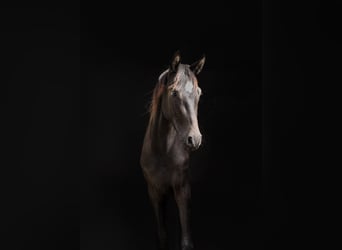 Caballo de deporte alemán, Caballo castrado, 2 años, 165 cm, Negro