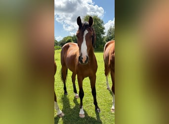 Caballo de deporte alemán, Caballo castrado, 2 años, 166 cm, Castaño
