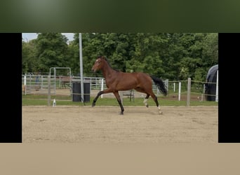 Caballo de deporte alemán, Caballo castrado, 2 años, 167 cm, Castaño