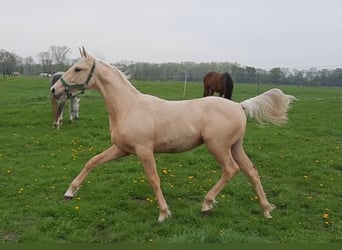 Caballo de deporte alemán, Caballo castrado, 2 años, 167 cm, Palomino