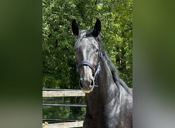 Caballo de deporte alemán, Caballo castrado, 2 años, 167 cm, Tordo