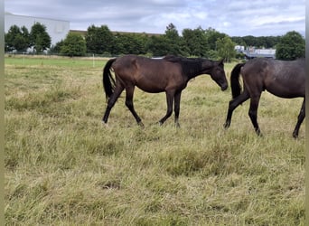 Caballo de deporte alemán, Caballo castrado, 2 años, 168 cm, Negro