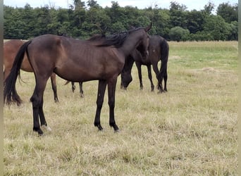 Caballo de deporte alemán, Caballo castrado, 2 años, 168 cm, Negro