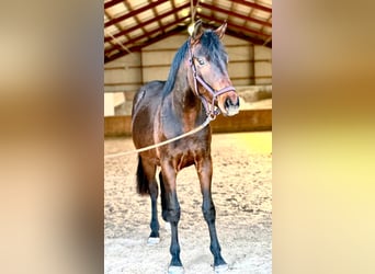 Caballo de deporte alemán, Caballo castrado, 2 años, 170 cm, Castaño oscuro