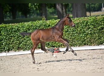 Caballo de deporte alemán, Caballo castrado, 2 años, 170 cm, Castaño oscuro