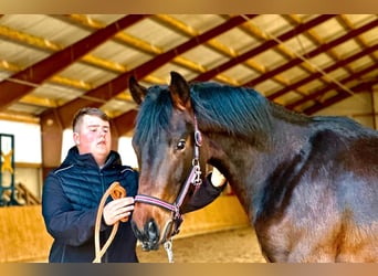 Caballo de deporte alemán, Caballo castrado, 2 años, 170 cm, Castaño oscuro