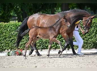 Caballo de deporte alemán, Caballo castrado, 2 años, 170 cm, Castaño oscuro