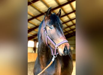 Caballo de deporte alemán, Caballo castrado, 2 años, 170 cm, Castaño oscuro