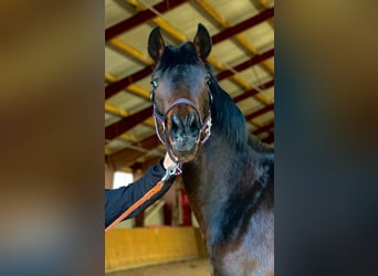 Caballo de deporte alemán, Caballo castrado, 2 años, 170 cm, Castaño oscuro