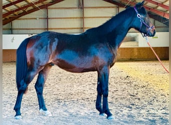 Caballo de deporte alemán, Caballo castrado, 2 años, 170 cm, Castaño oscuro