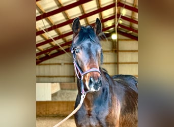 Caballo de deporte alemán, Caballo castrado, 2 años, 170 cm, Castaño oscuro