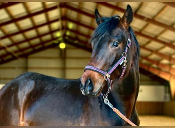 Caballo de deporte alemán, Caballo castrado, 2 años, 170 cm, Castaño oscuro