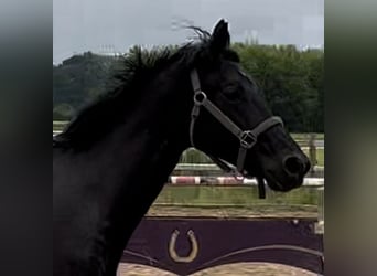 Caballo de deporte alemán, Caballo castrado, 2 años, 170 cm, Negro