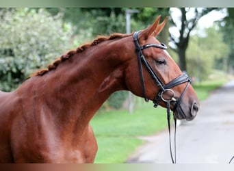 Caballo de deporte alemán, Caballo castrado, 2 años, 172 cm, Alazán