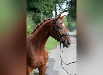 Caballo de deporte alemán, Caballo castrado, 2 años, 172 cm, Alazán