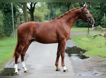 Caballo de deporte alemán, Caballo castrado, 2 años, 172 cm, Alazán