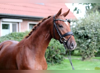 Caballo de deporte alemán, Caballo castrado, 2 años, 172 cm, Alazán