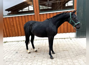 Caballo de deporte alemán, Caballo castrado, 2 años, Negro