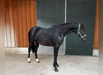 Caballo de deporte alemán, Caballo castrado, 2 años, Negro