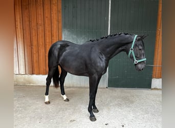 Caballo de deporte alemán, Caballo castrado, 2 años, Negro