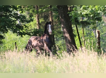 Caballo de deporte alemán, Caballo castrado, 2 años, Tordo