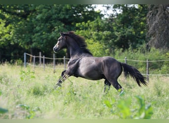 Caballo de deporte alemán, Caballo castrado, 2 años, Tordo