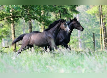 Caballo de deporte alemán, Caballo castrado, 2 años, Tordo