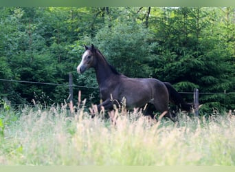 Caballo de deporte alemán, Caballo castrado, 2 años, Tordo