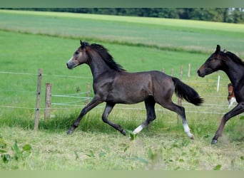 Caballo de deporte alemán, Caballo castrado, 2 años, Tordo