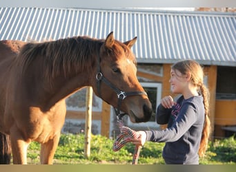 Caballo de deporte alemán Mestizo, Caballo castrado, 3 años, 155 cm, Castaño