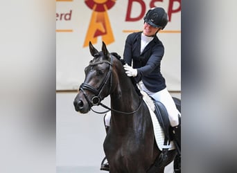 Caballo de deporte alemán, Caballo castrado, 3 años, 156 cm, Castaño oscuro