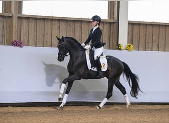 Caballo de deporte alemán, Caballo castrado, 3 años, 156 cm, Castaño oscuro