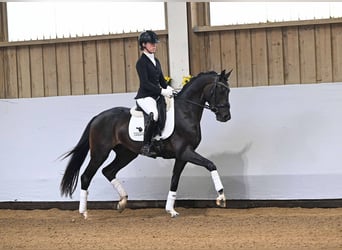 Caballo de deporte alemán, Caballo castrado, 3 años, 156 cm, Castaño oscuro