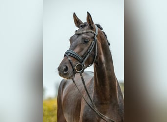 Caballo de deporte alemán, Caballo castrado, 3 años, 156 cm, Castaño oscuro