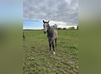 Caballo de deporte alemán, Caballo castrado, 3 años, 156 cm, Tordo