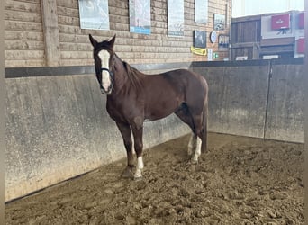 Caballo de deporte alemán, Caballo castrado, 3 años, 160 cm, Alazán
