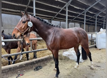 Caballo de deporte alemán, Caballo castrado, 3 años, 160 cm, Castaño