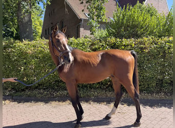 Caballo de deporte alemán, Caballo castrado, 3 años, 160 cm, Castaño