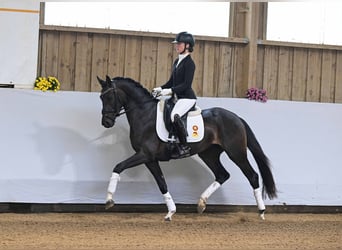Caballo de deporte alemán, Caballo castrado, 3 años, 160 cm, Castaño oscuro
